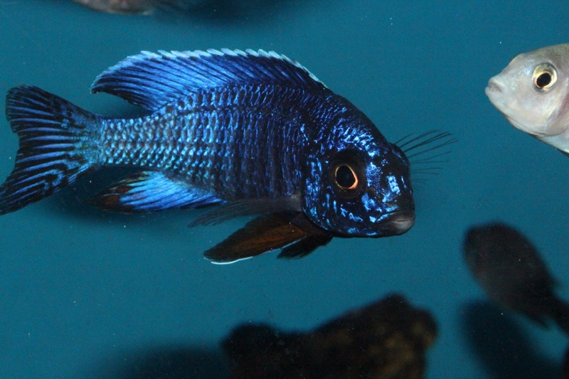 Aulonocara stuartgranti 'Cobwe'